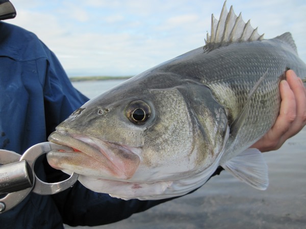 Getting a grip – Bass Anglers' Sportfishing Society
