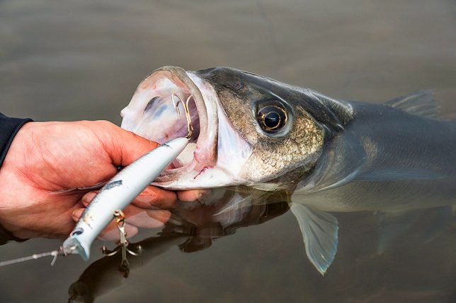 Are cheap Bass lures worth it? - group test 