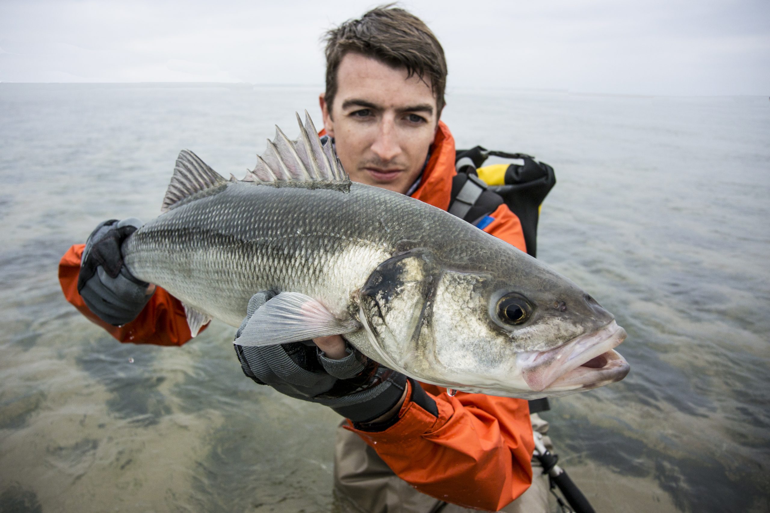 The Effects Of Stress On Bass And How To Reduce It – Bass Anglers